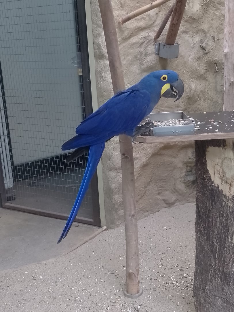 Hyacinth macaw
