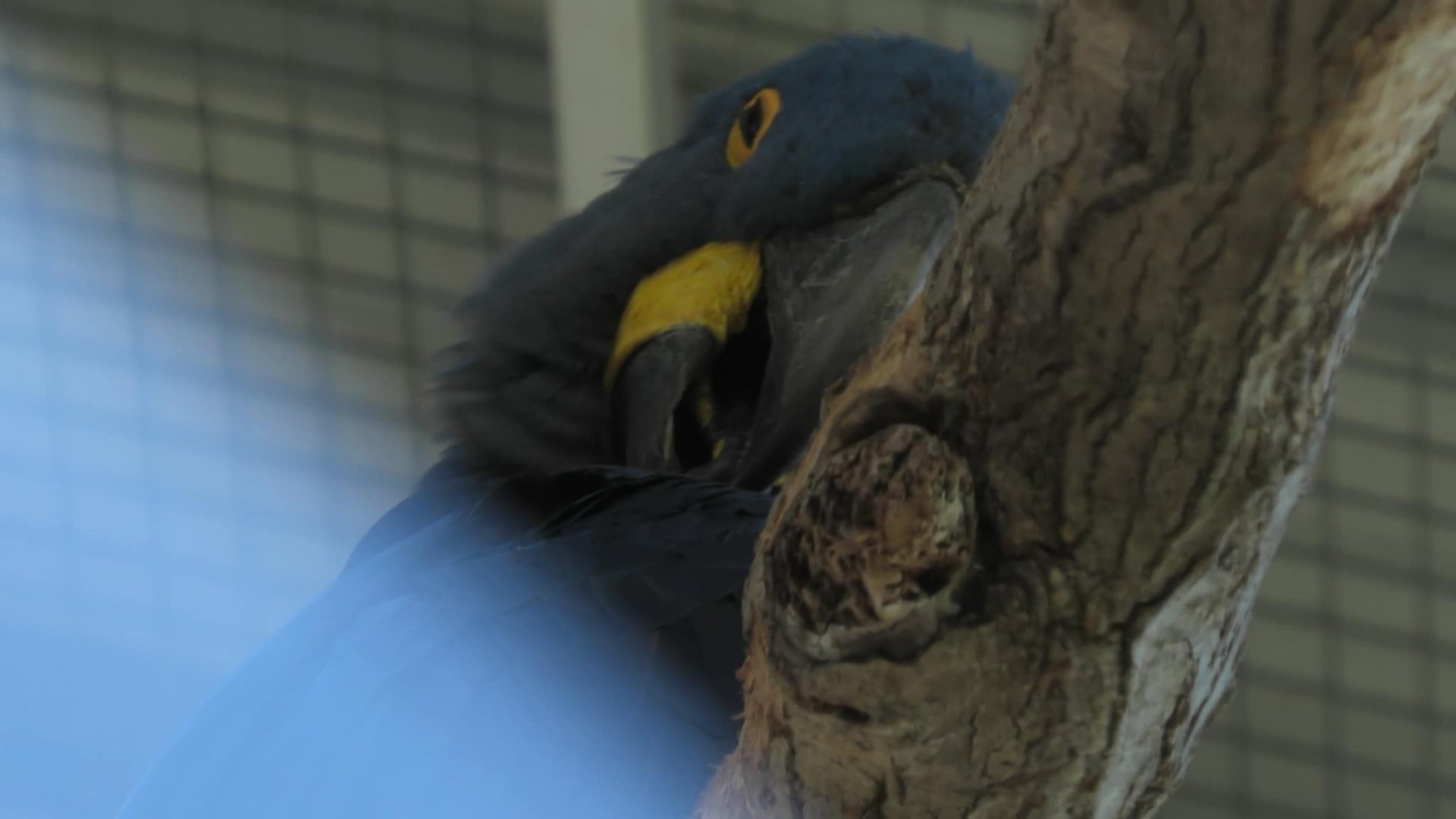 Hyacinth macaw