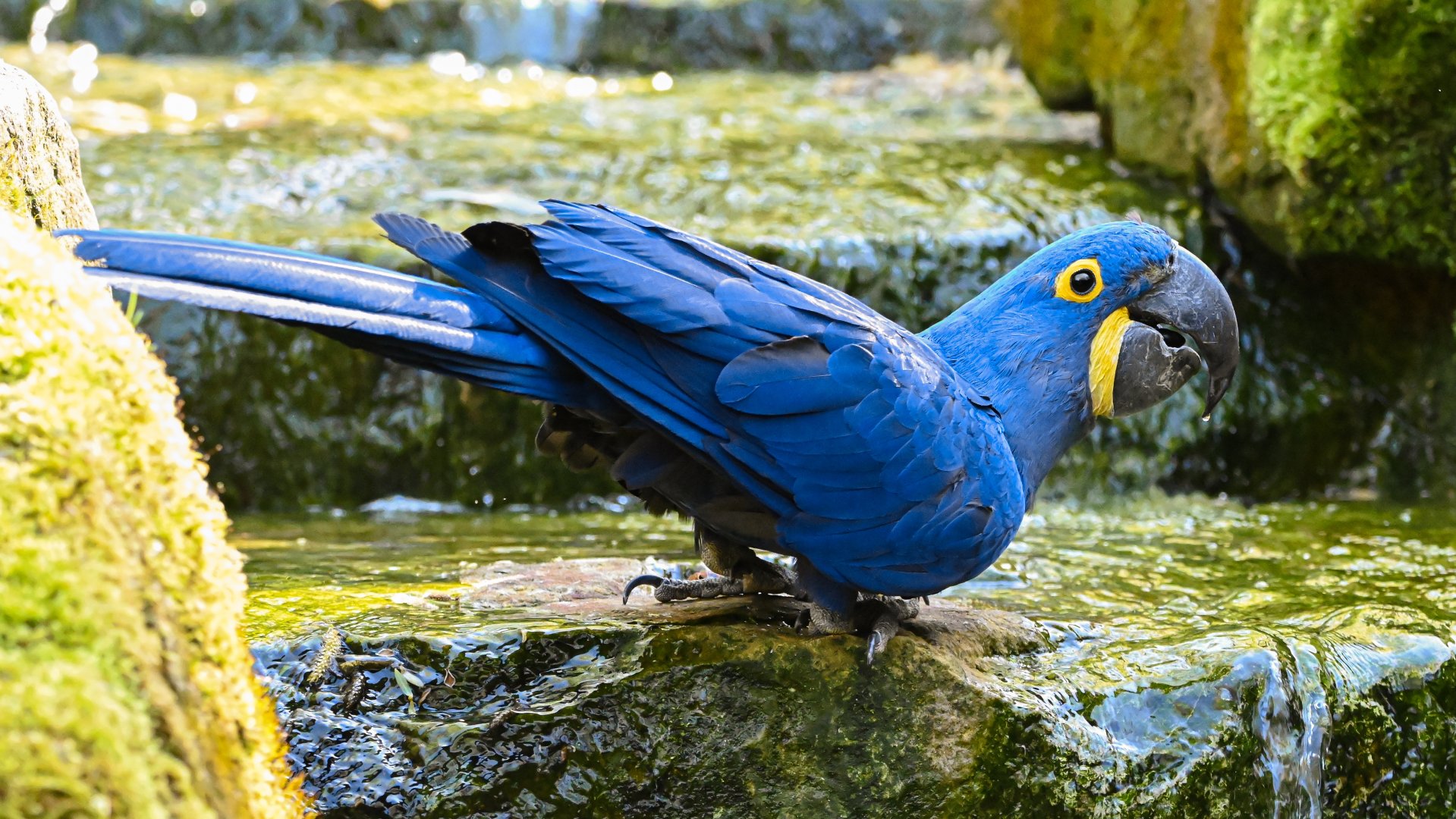 Hyacinth macaw
