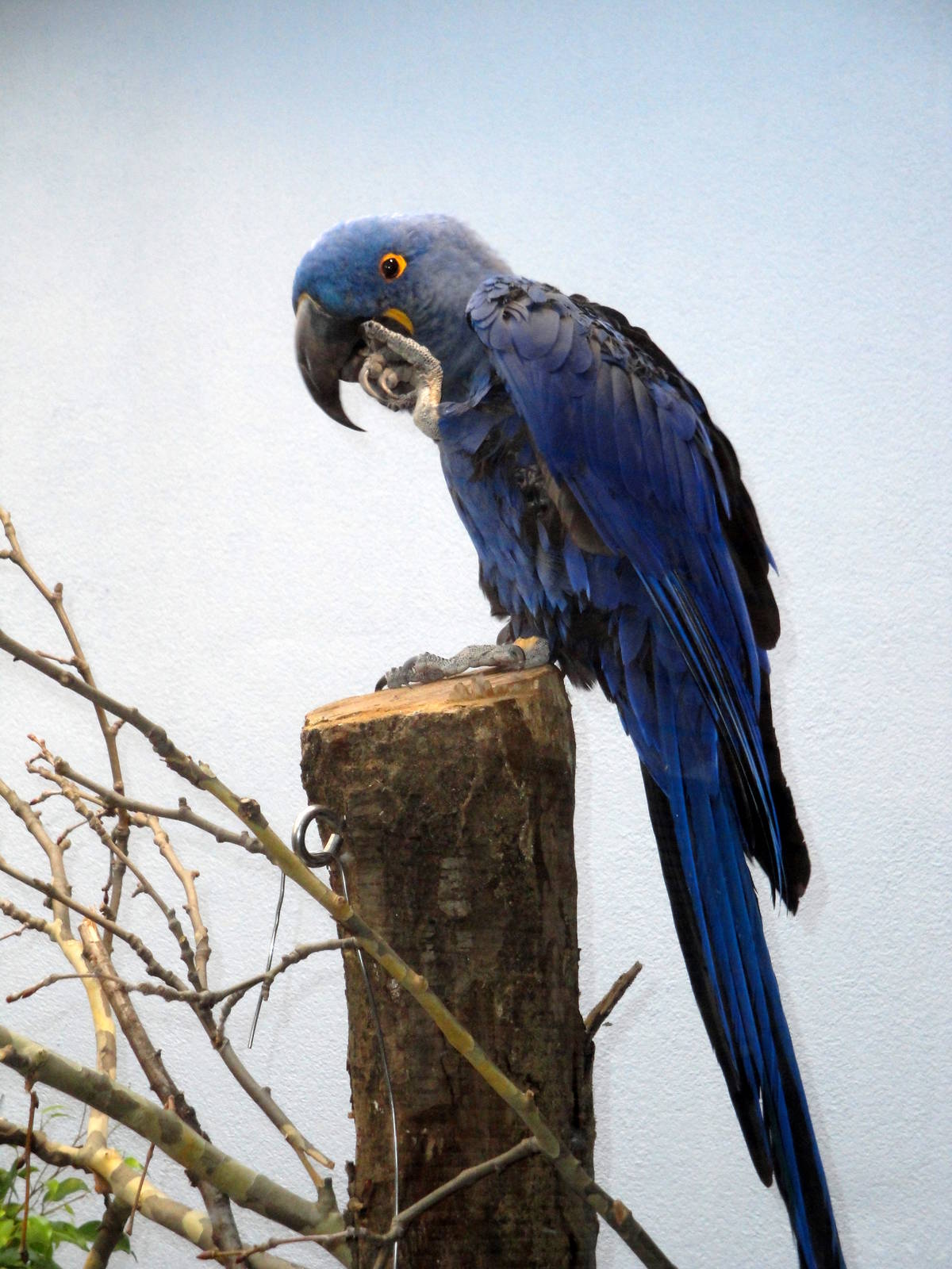 Hyacinth Macaw