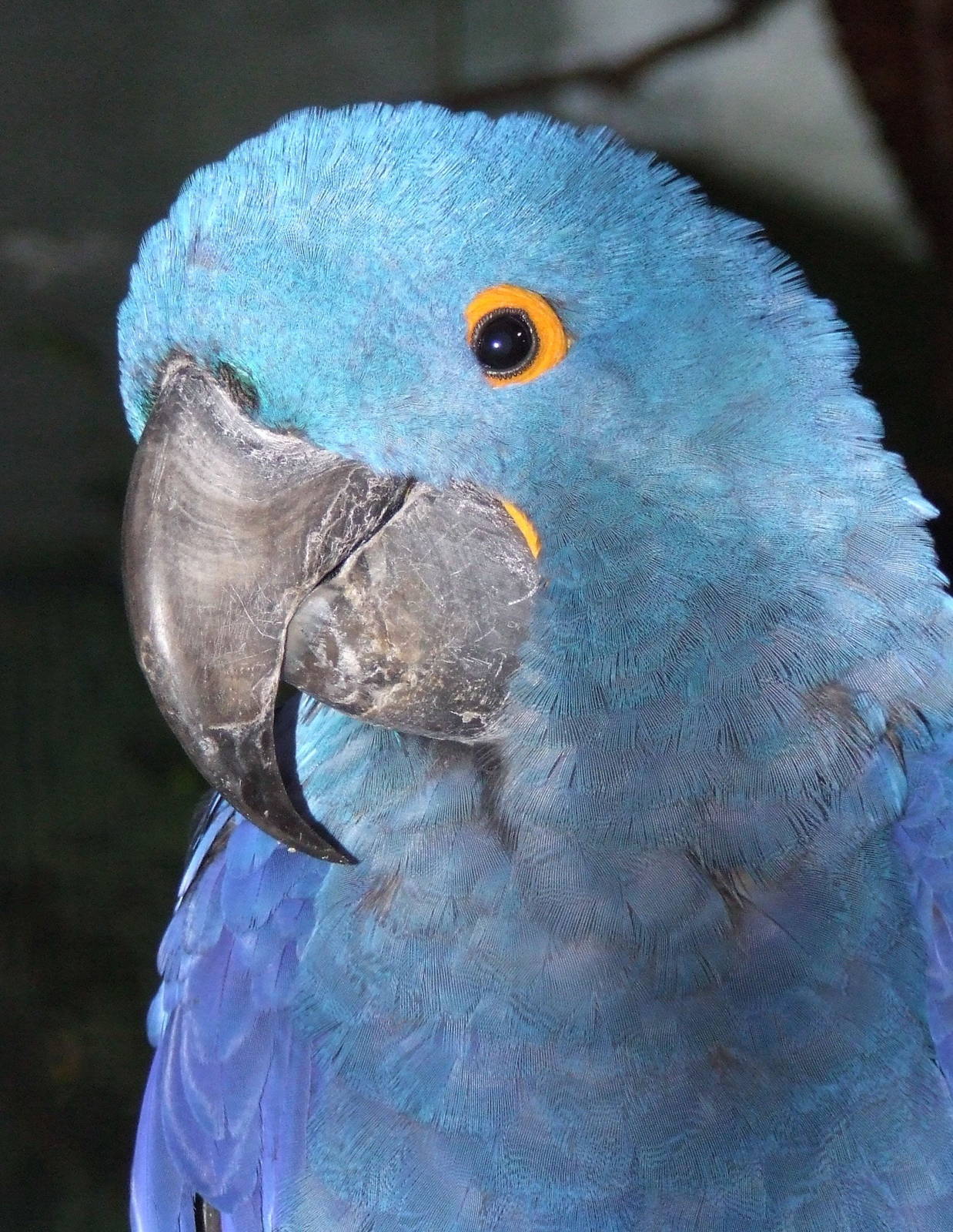 Hyacinth Macaw