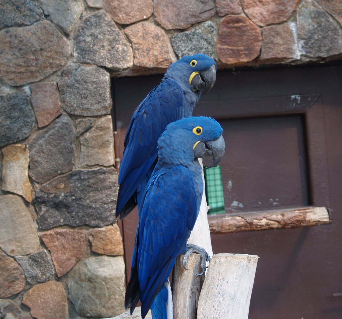 Hyacinth macaws (Anodorhynchus hyacinthinus), May 2006