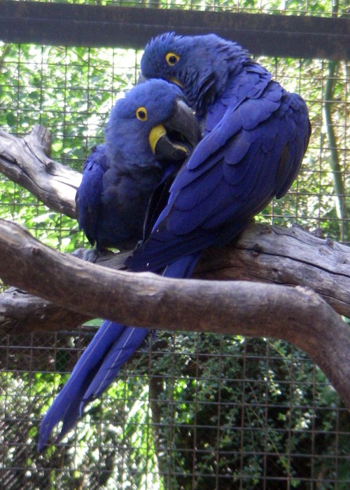 Hyacinth Macaws (Anodorhynchus hyacinthinus)