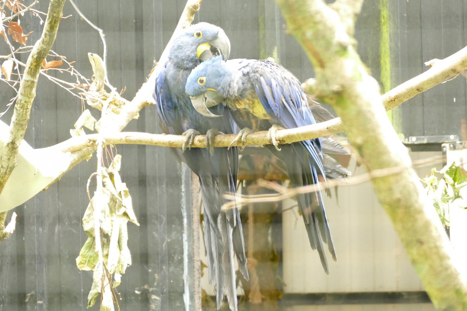 Hyacinth macaws, June 2021