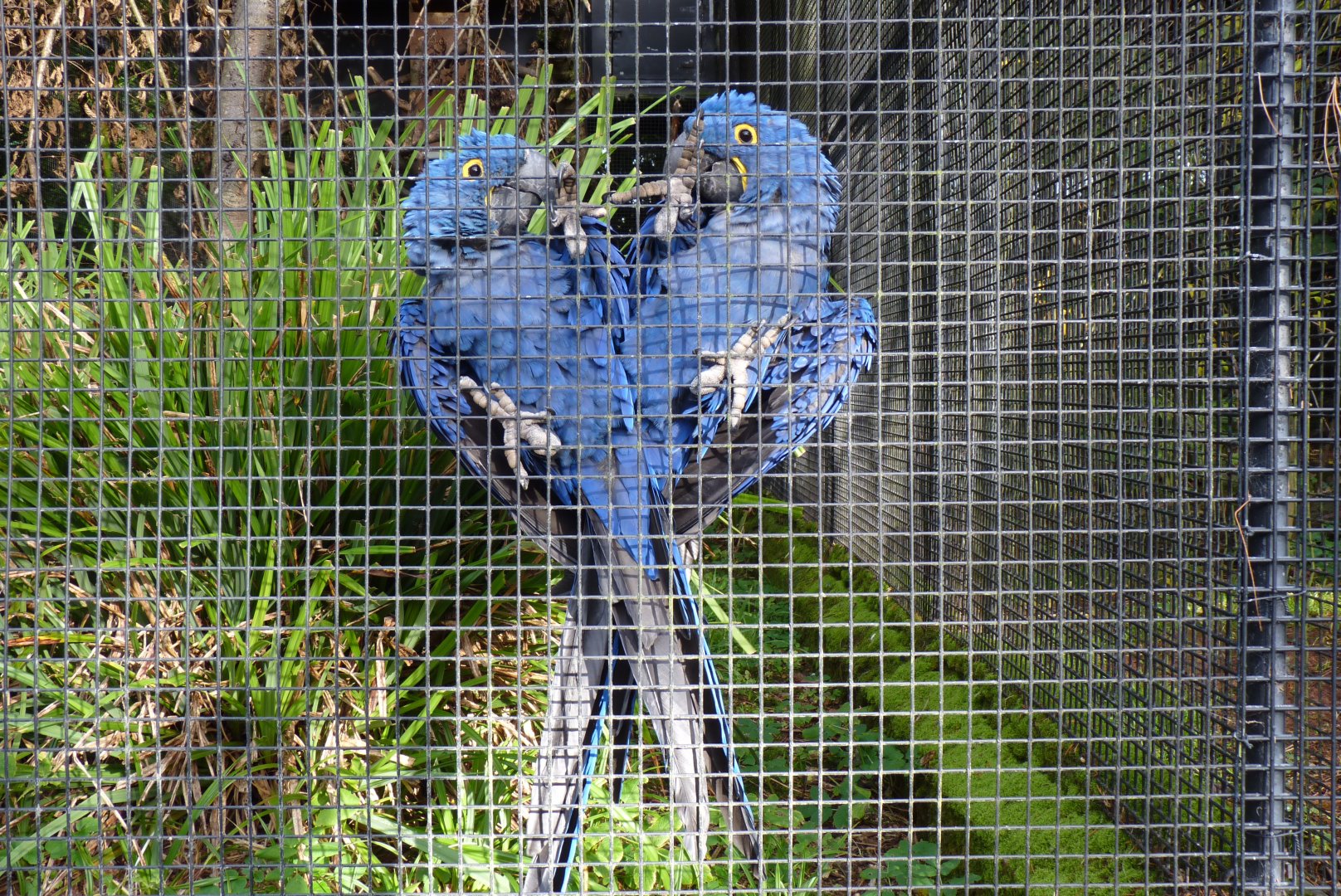 Hyacinth macaws, November 2016