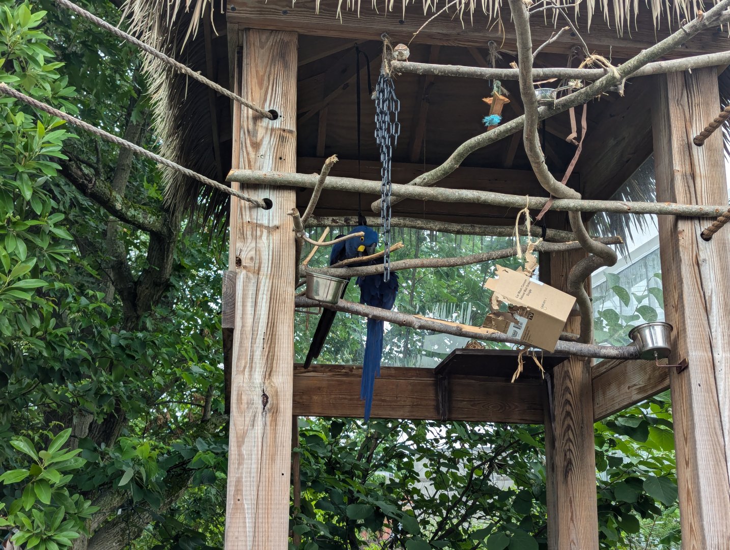 Hyacinth Macaws-on-a-stick