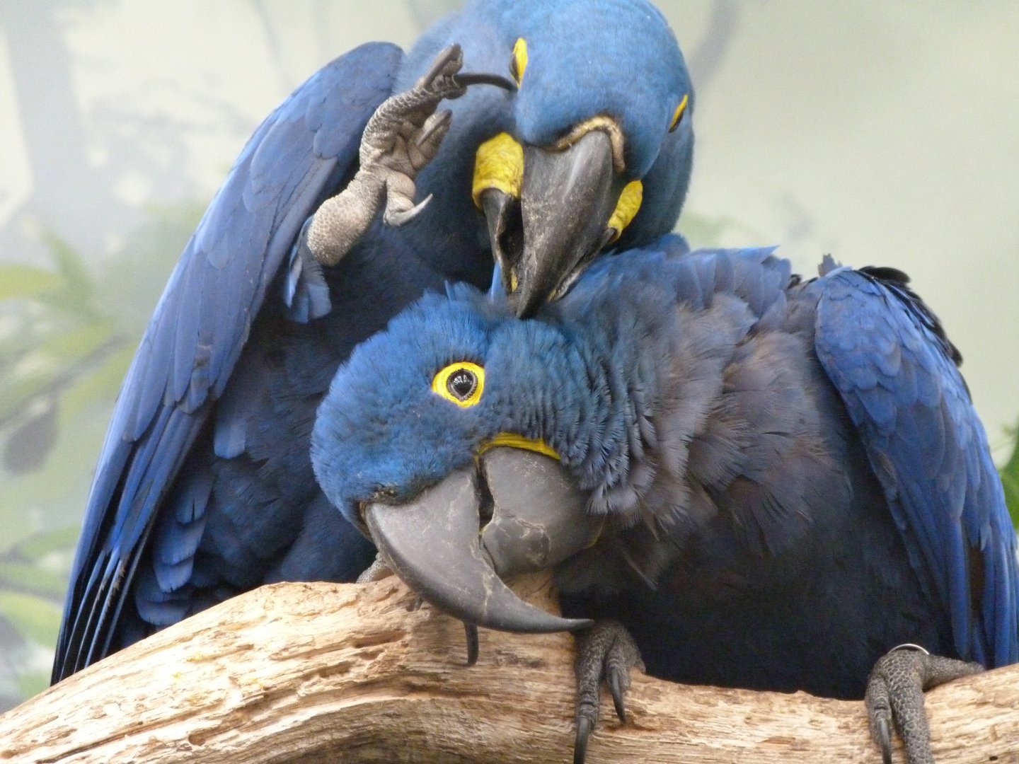 Hyacinth macaws -Zoo Praha (2025)