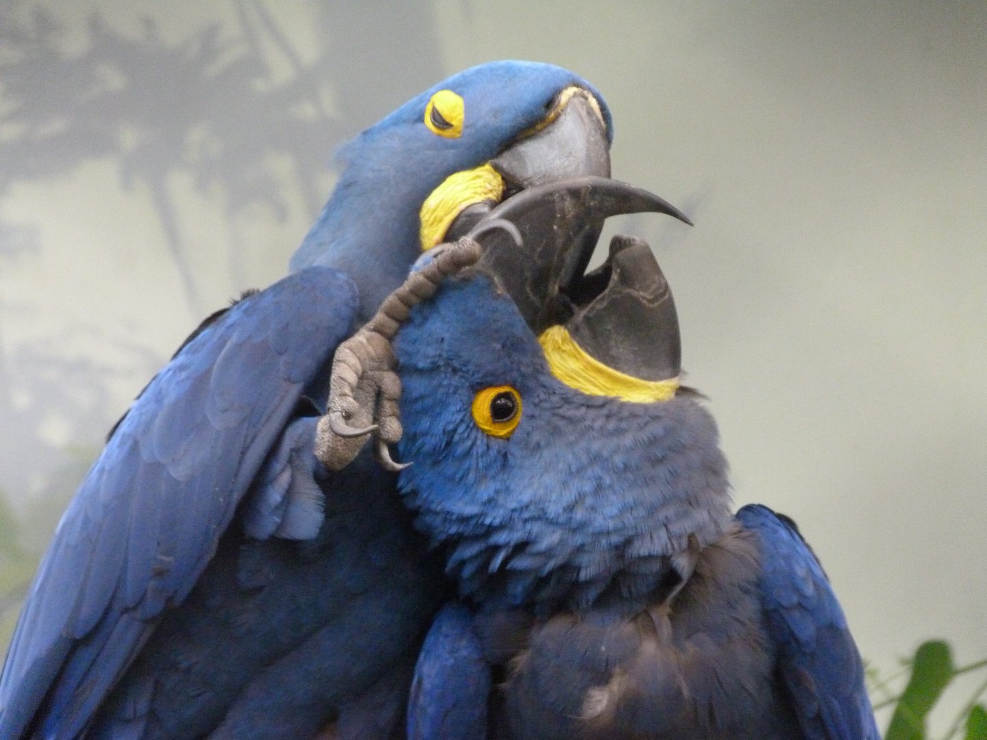 Hyacinth macaws -Zoo Praha (2025)