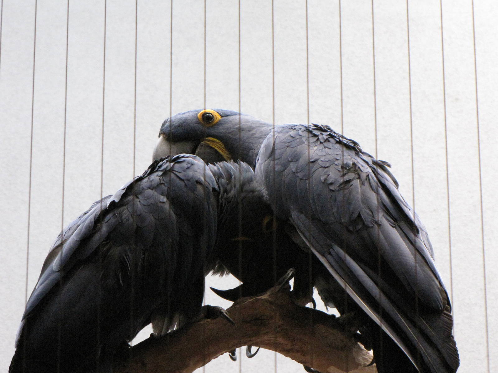 Hyacinth Macaws