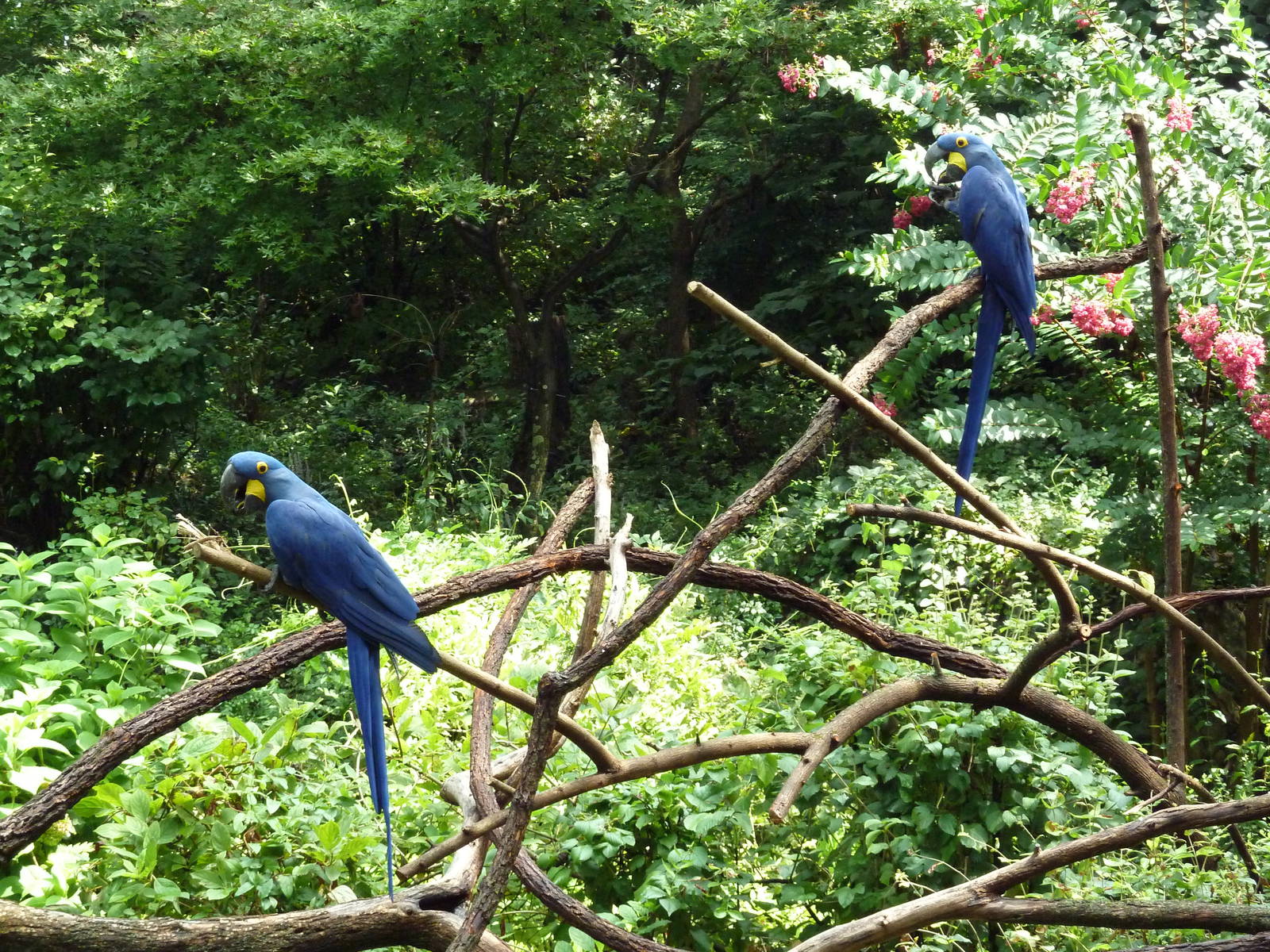 Hyacinth Macaws