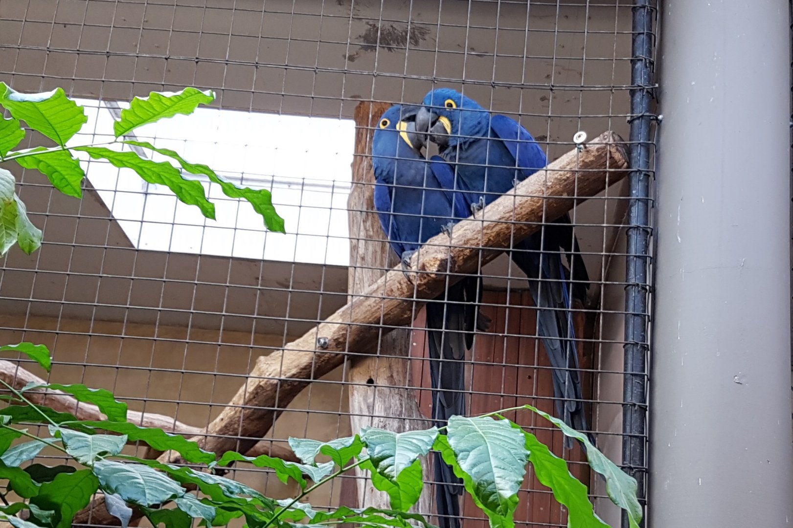 Hyacinth macaws