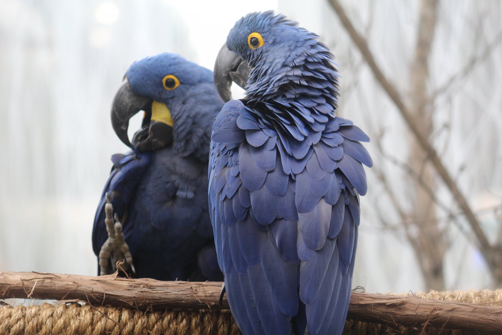 Hyacinth Macaws