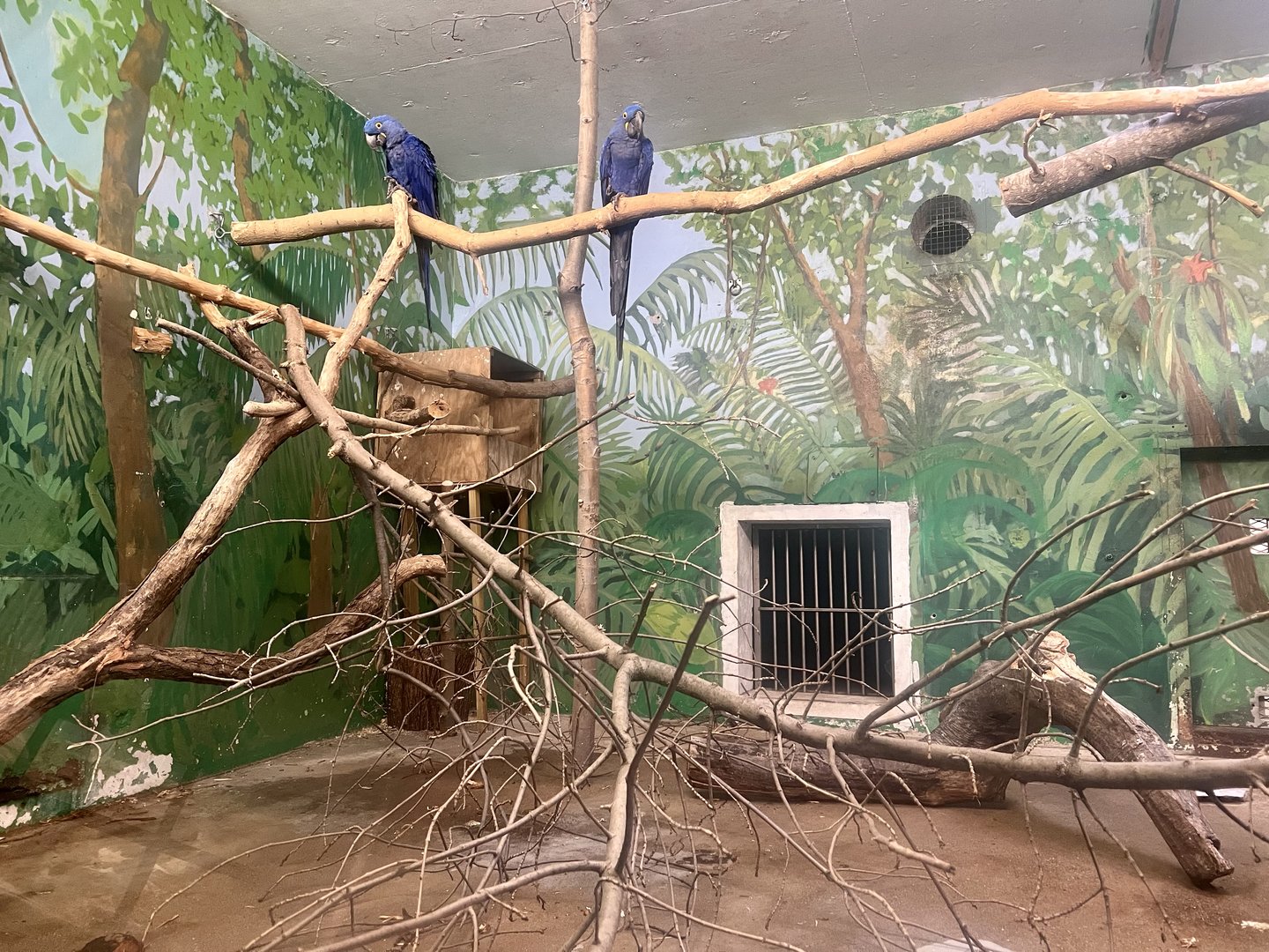 Hyacinth Macaws