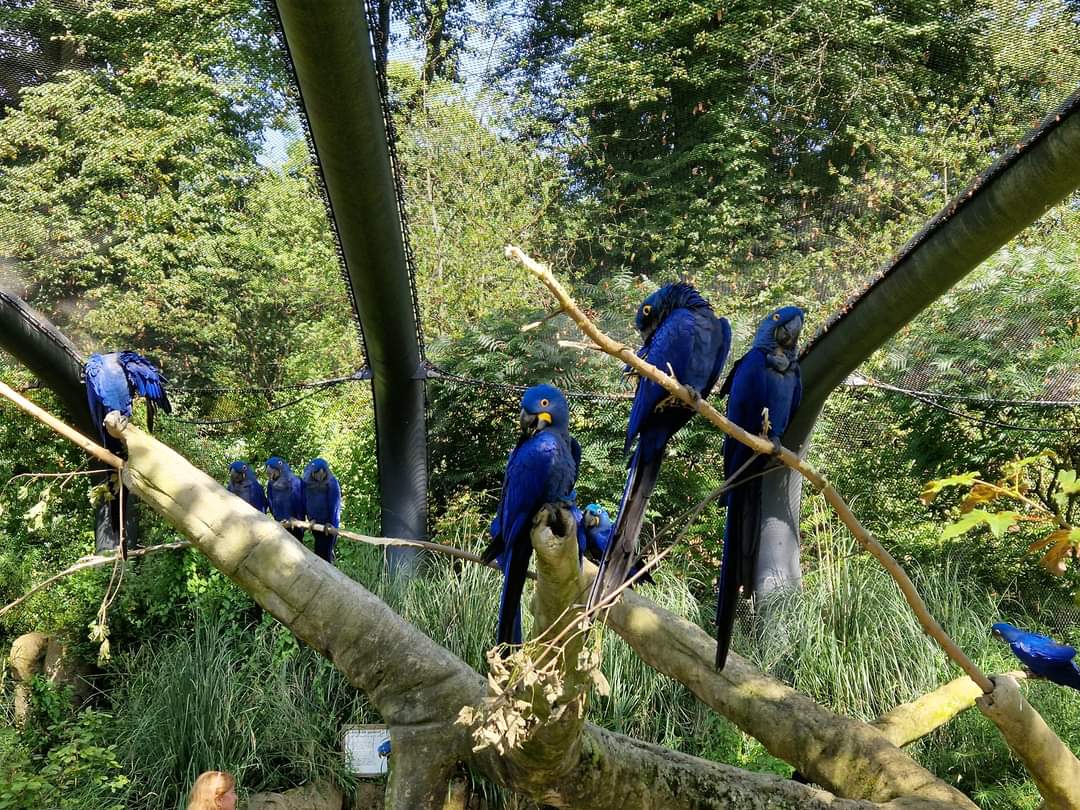 Hyacinth Macaws