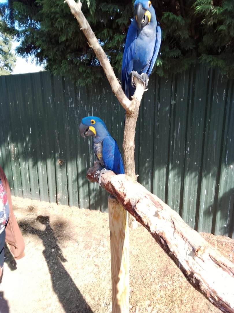 Hyacinth macaws