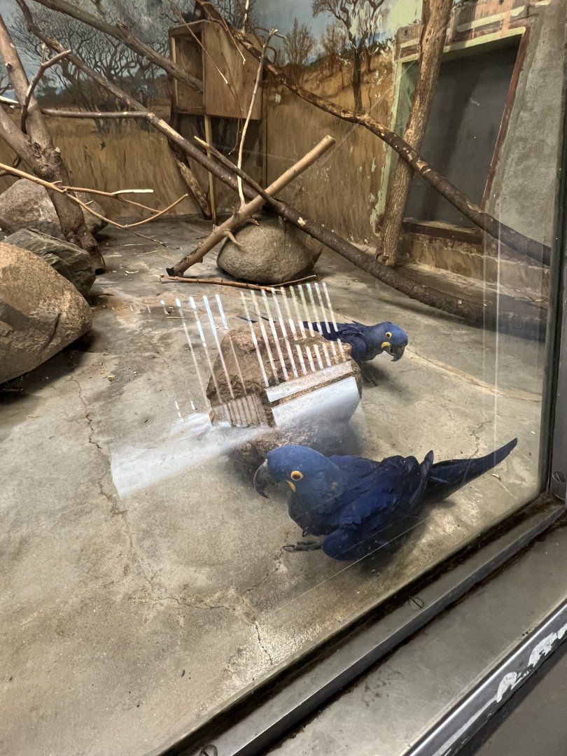 Hyacinth Macaws