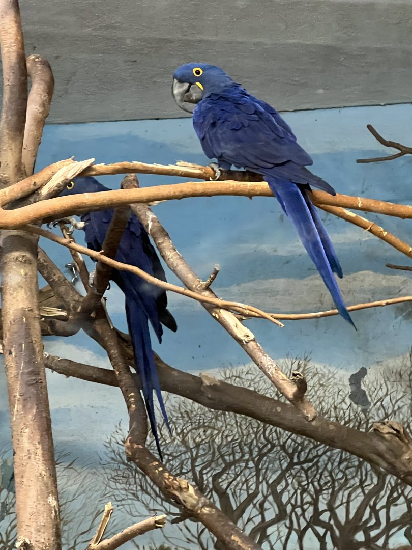 Hyacinth Macaws