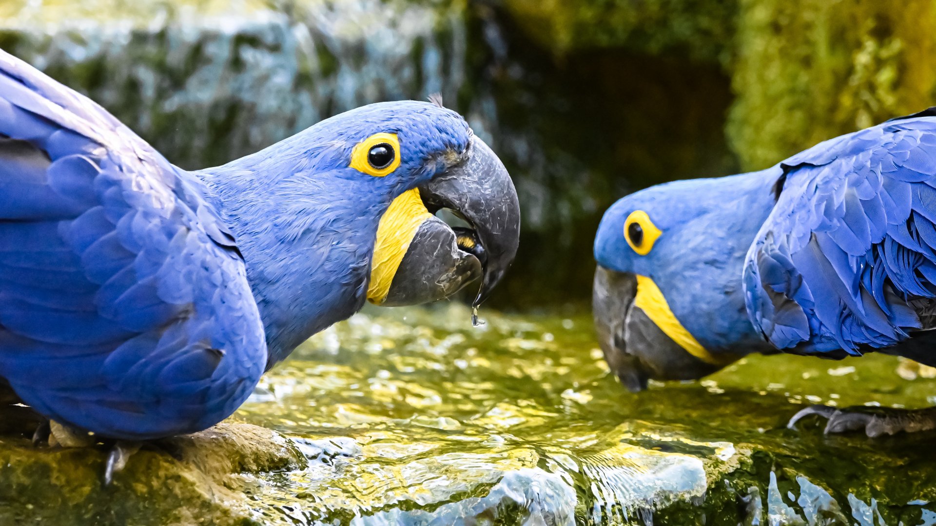 Hyacinth macaws
