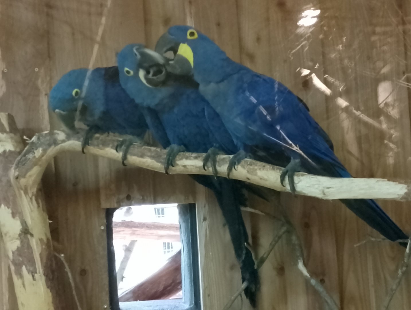 Hyacinth macaws