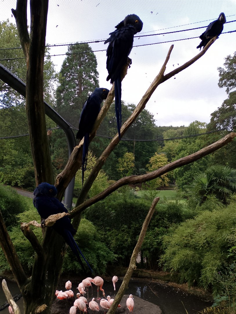 Hyacinth macaws