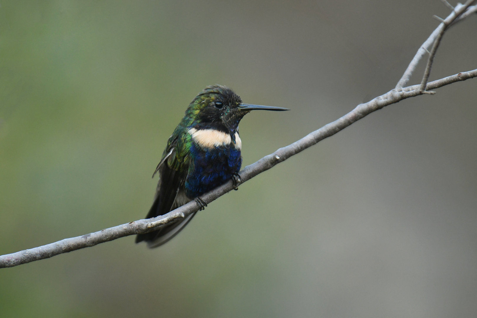 Hyacinth Visorbearer Augastes scutatus