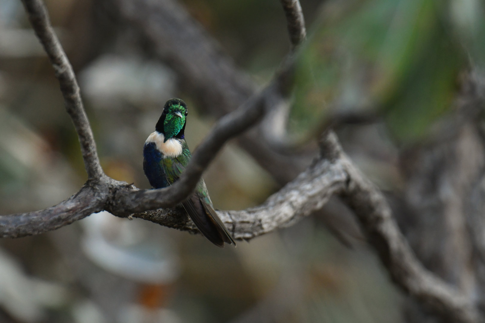 Hyacinth Visorbearer Augastes scutatus
