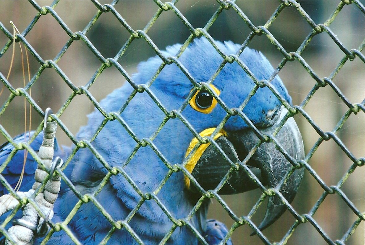 Hyacinthine Macaw 14th September 2012