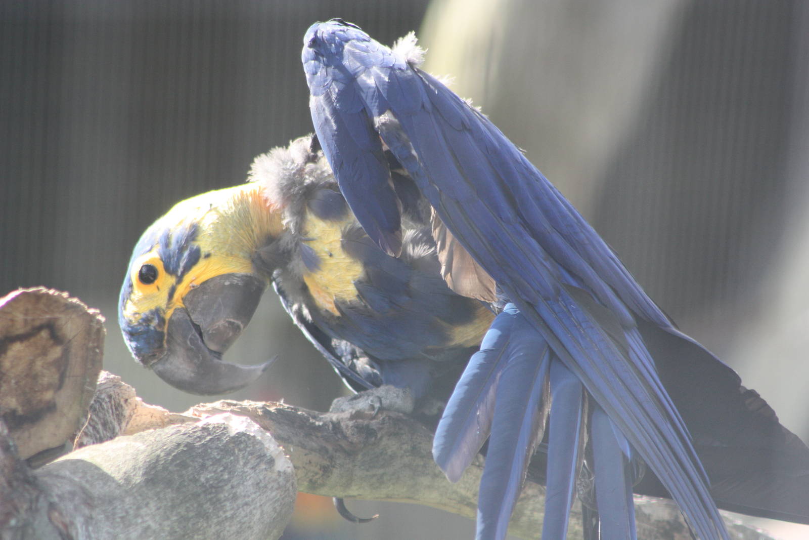 Hyacinthine Macaw, 4th August 2014