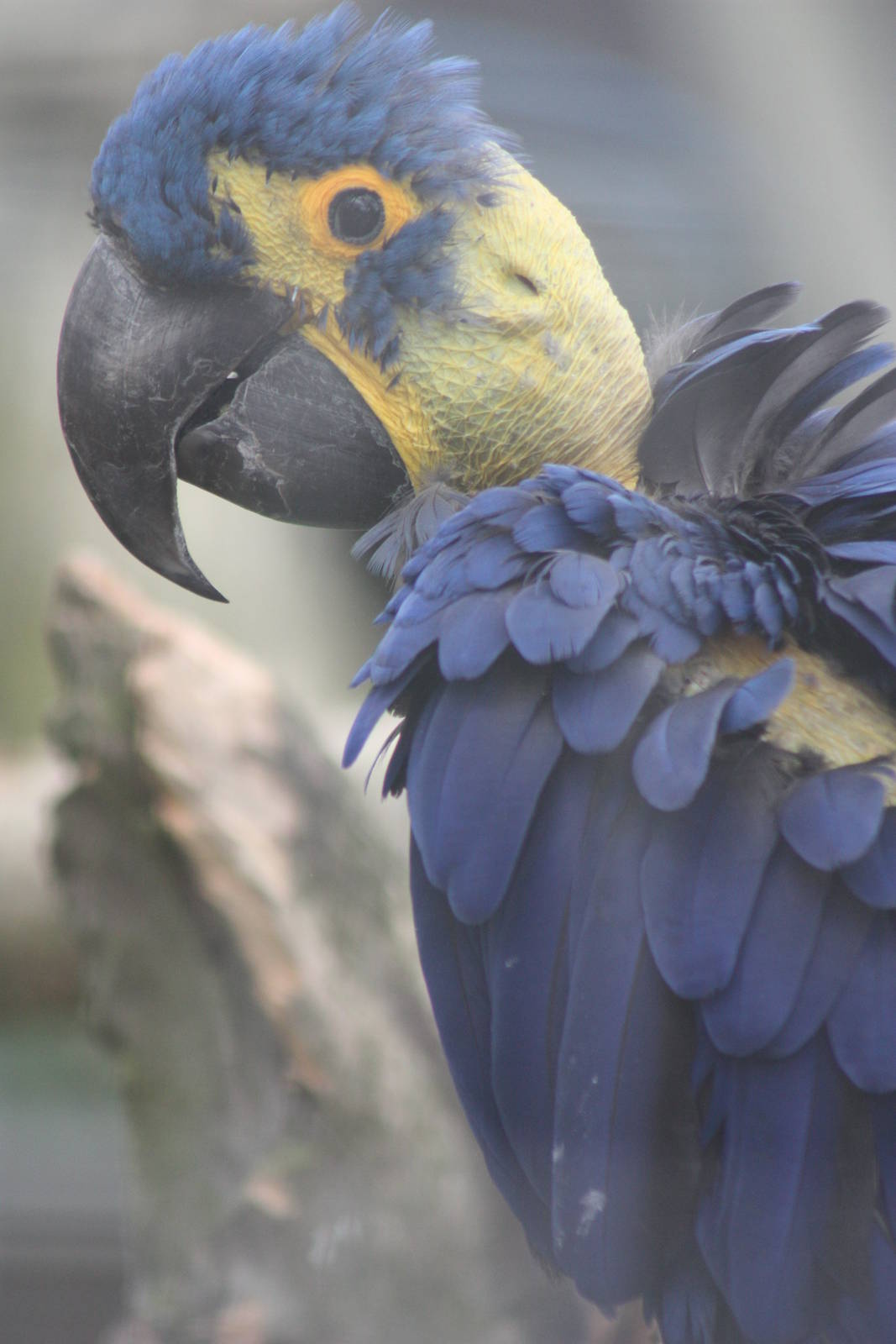 Hyacinthine Macaw, 7th July 2014