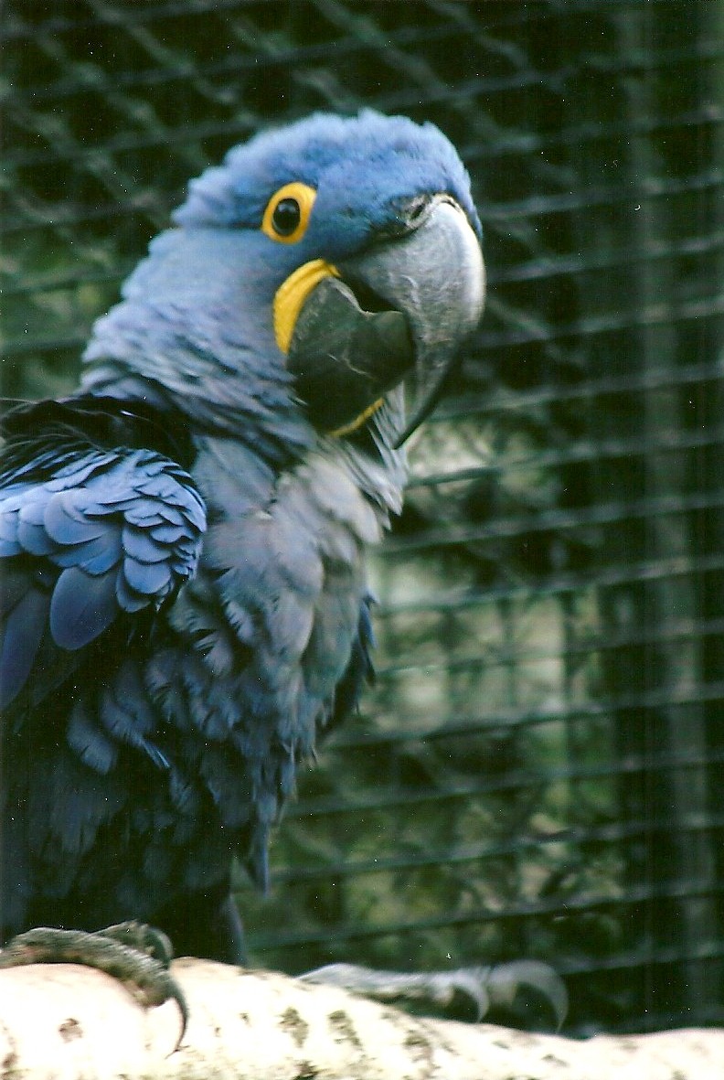 Hyacinthine Macaw 9th September 2012