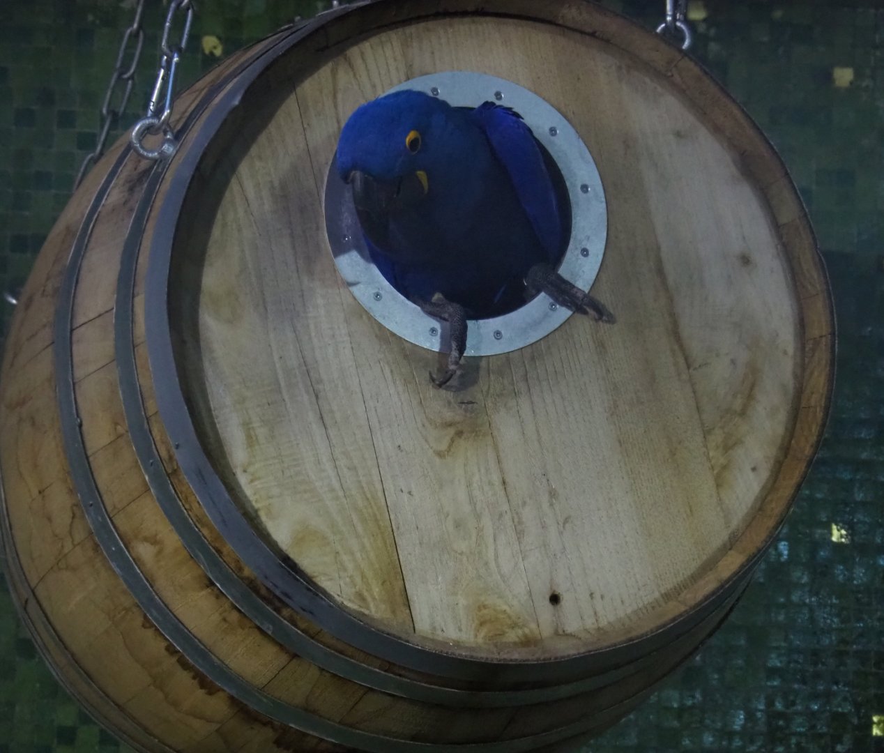 Hyacinthine macaw (Anodorhynchus hyacinthinus) in a barrel (Nov 10th, 2018)