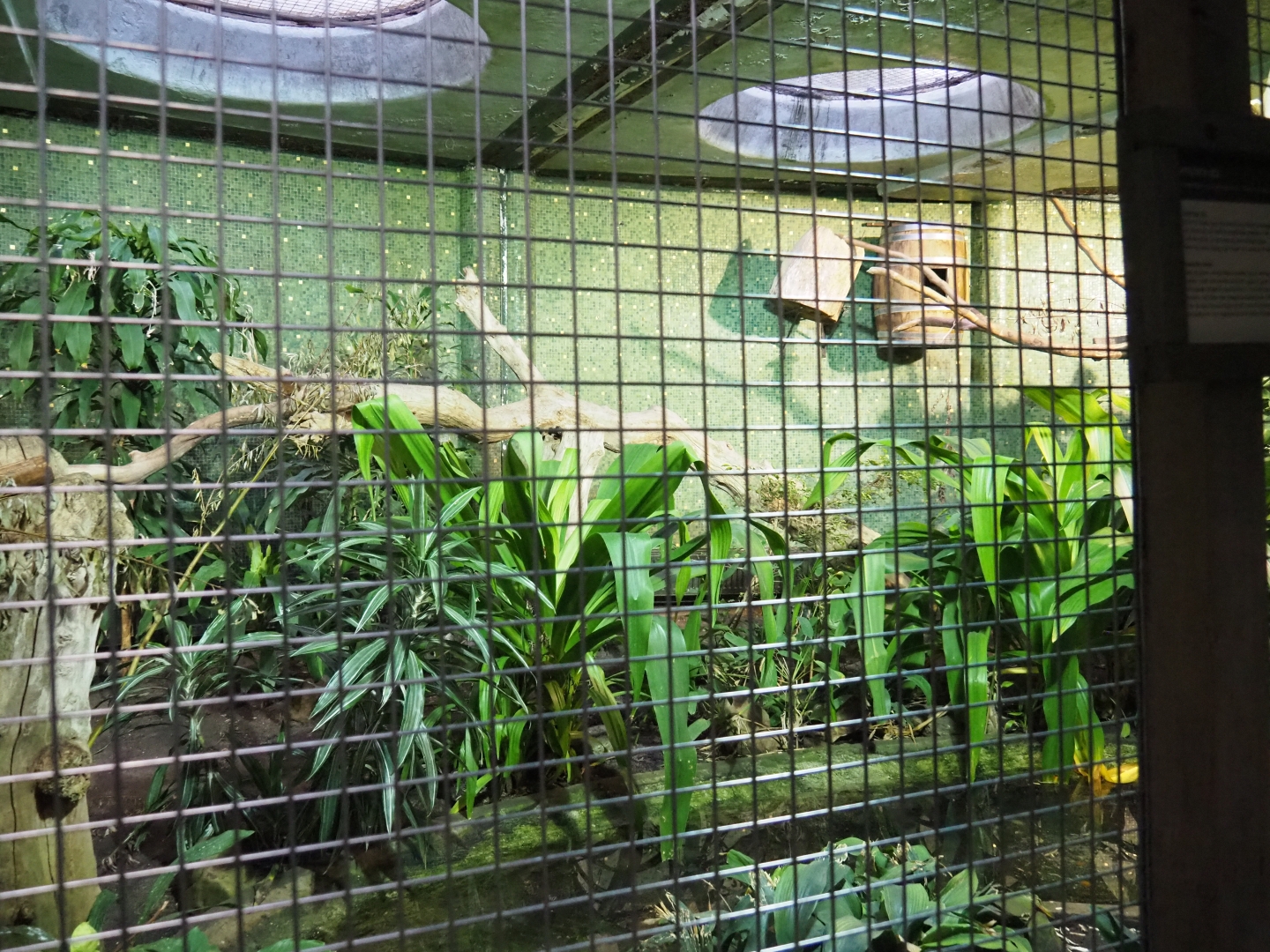Hyacinthine macaw aviary (Nov 10th, 2018)