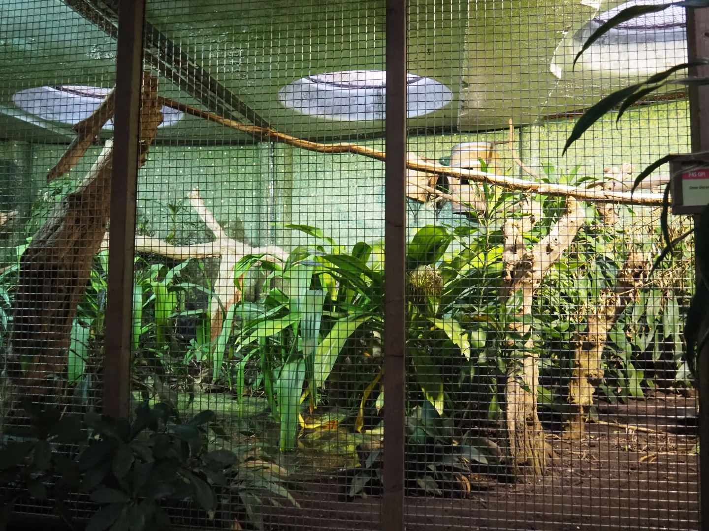 Hyacinthine macaw aviary (Nov 10th, 2018)