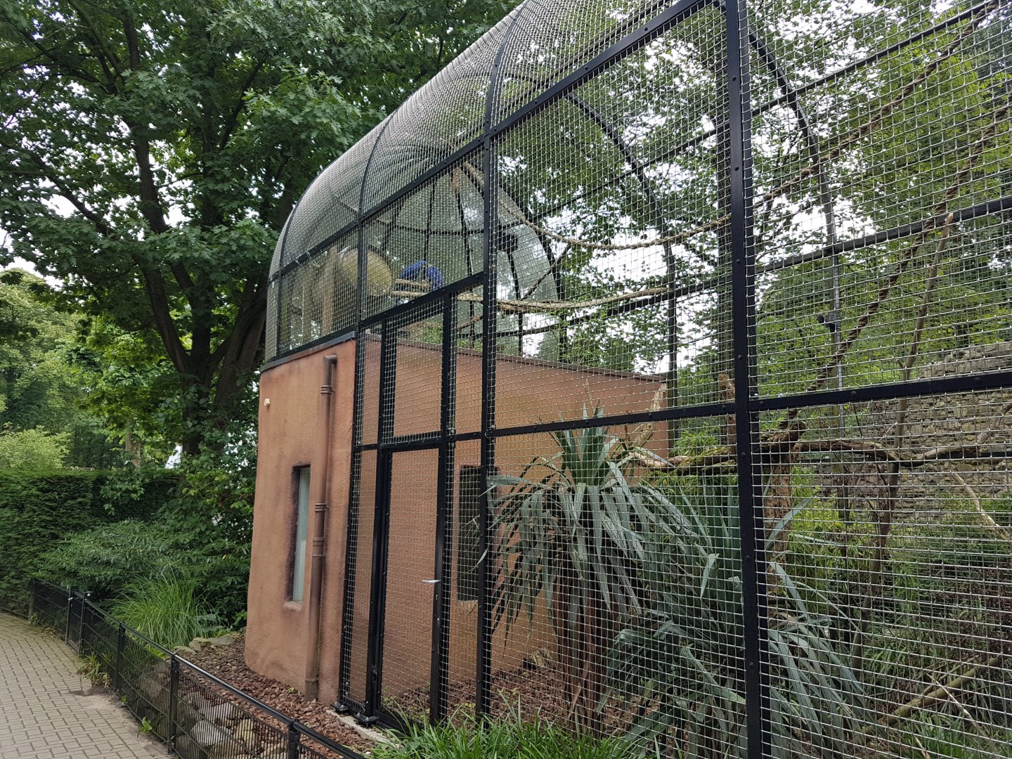 Hyacinthine macaw-aviary