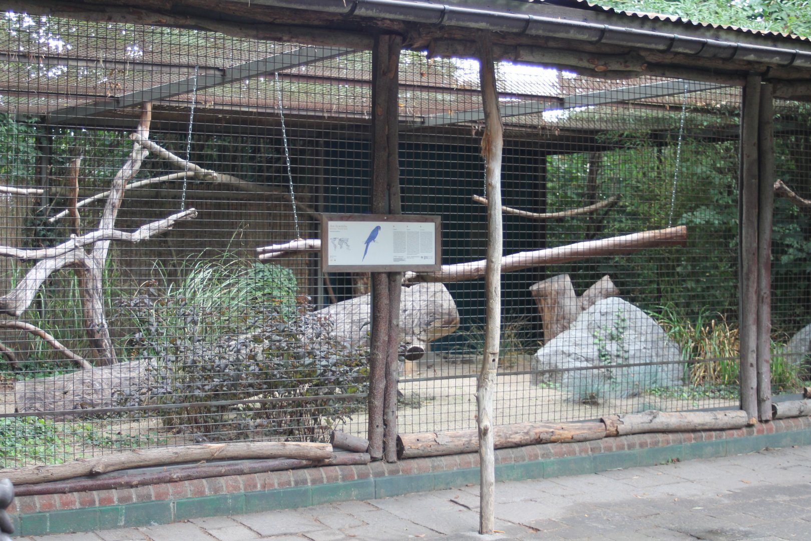 Hyacinthine macaw-aviary