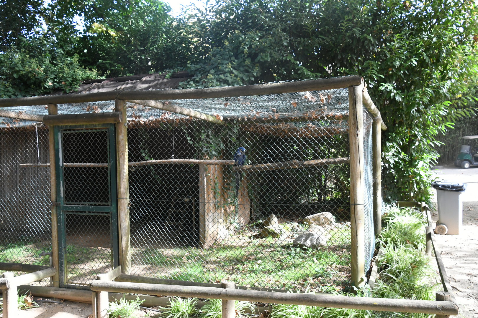 Hyacinthine Macaw aviary
