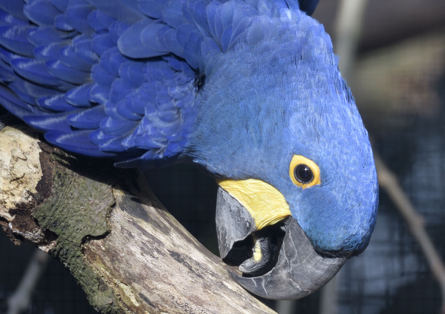 Hyacinthine macaw in a shaft of sunlight