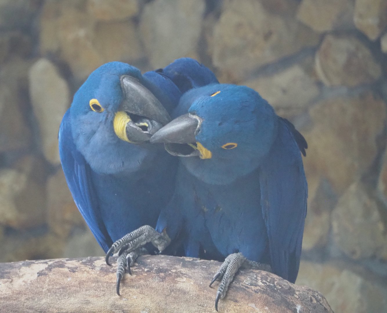 Hyacinthine macaw pair (Anodorhynchus hyacinthinus), 2020-05-24