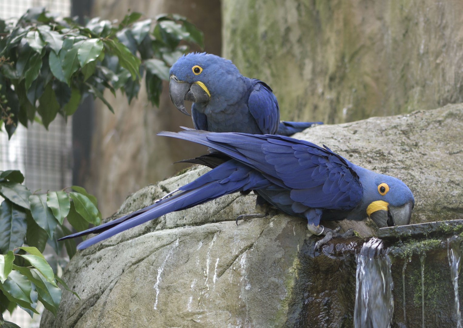 Hyacinthine macaw pair