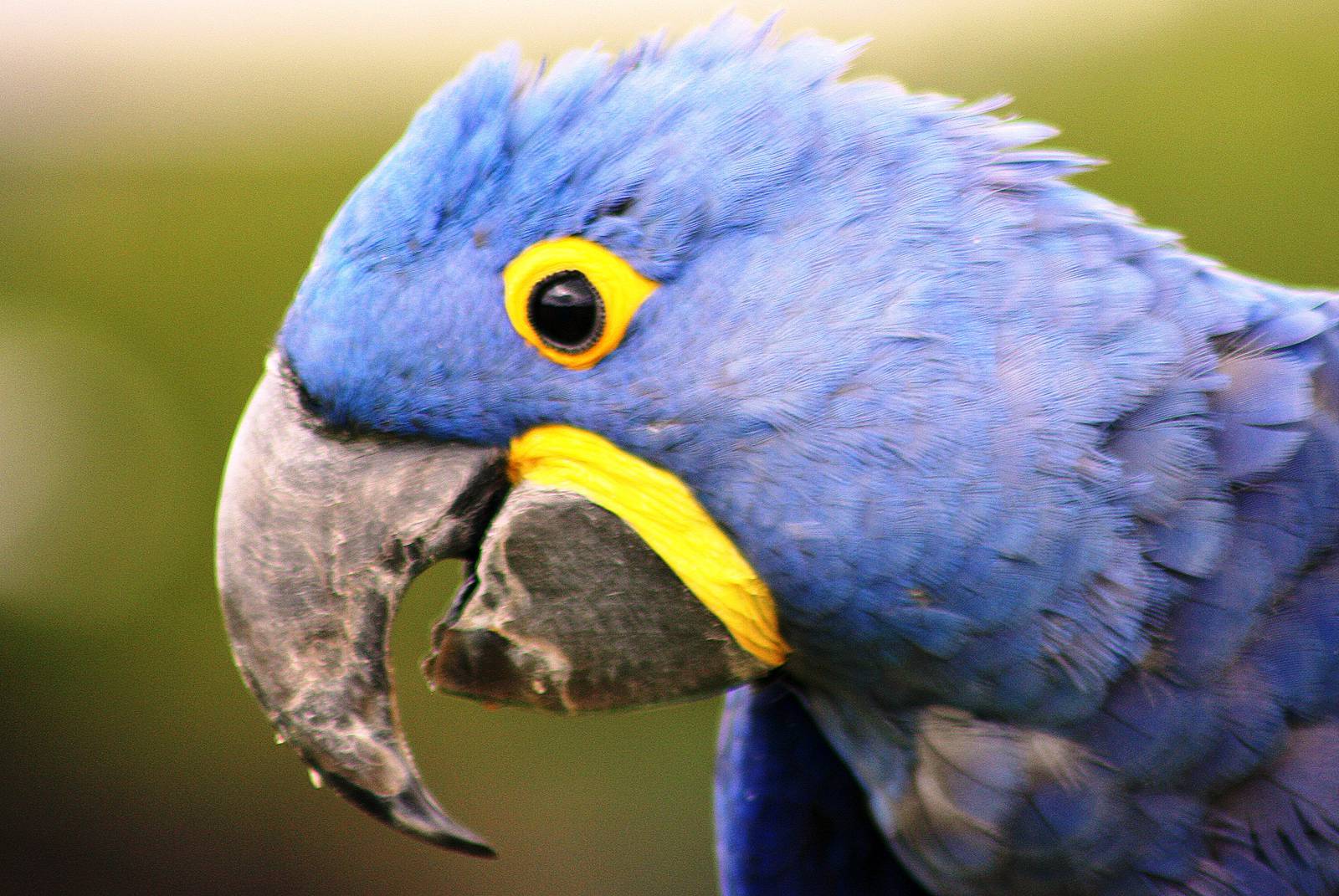 Hyacinthine macaw; Whipsnade; 2nd July 2011