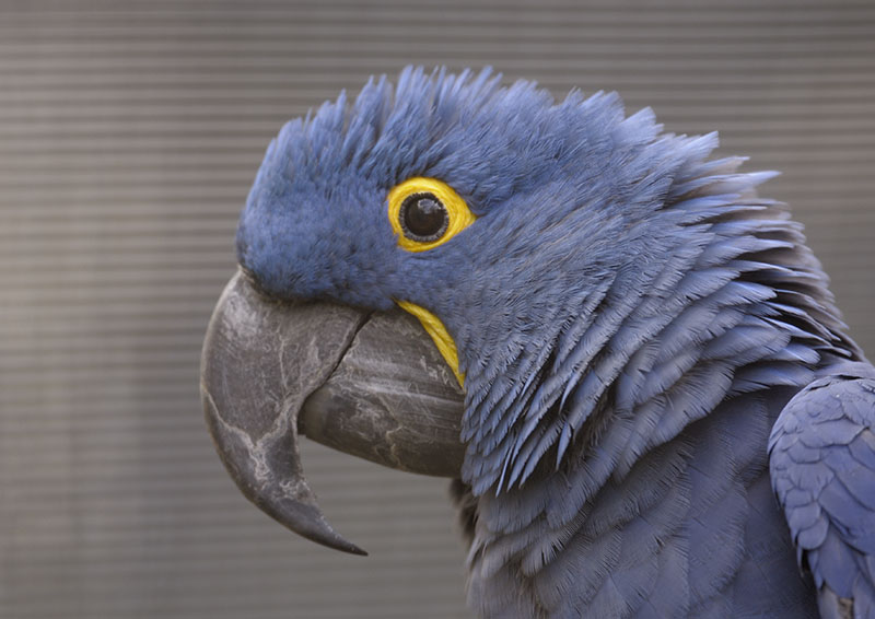 Hyacinthine macaw