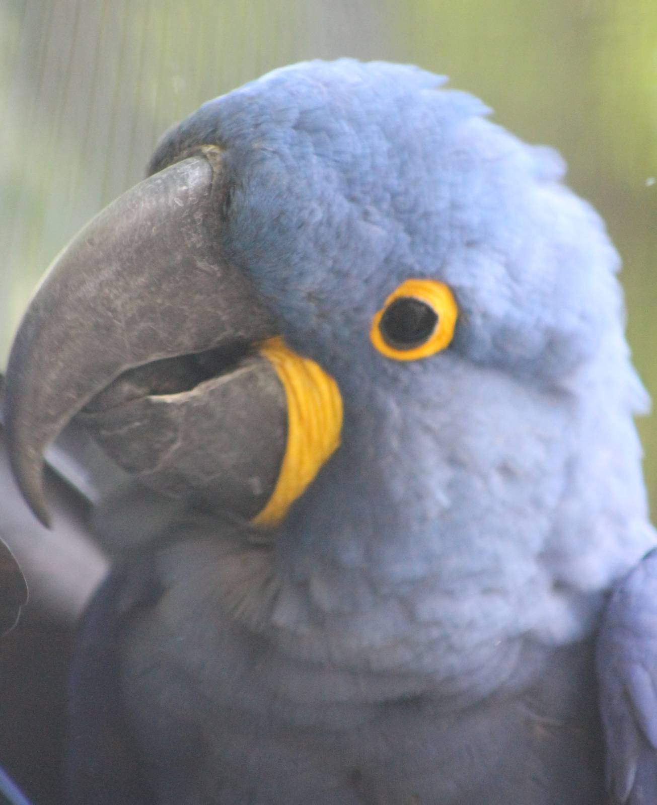 Hyacinthine macaw