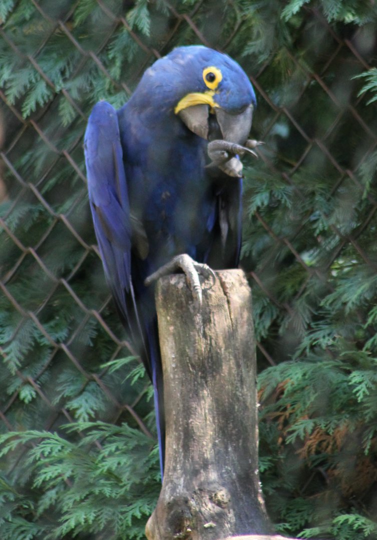 Hyacinthine macaw