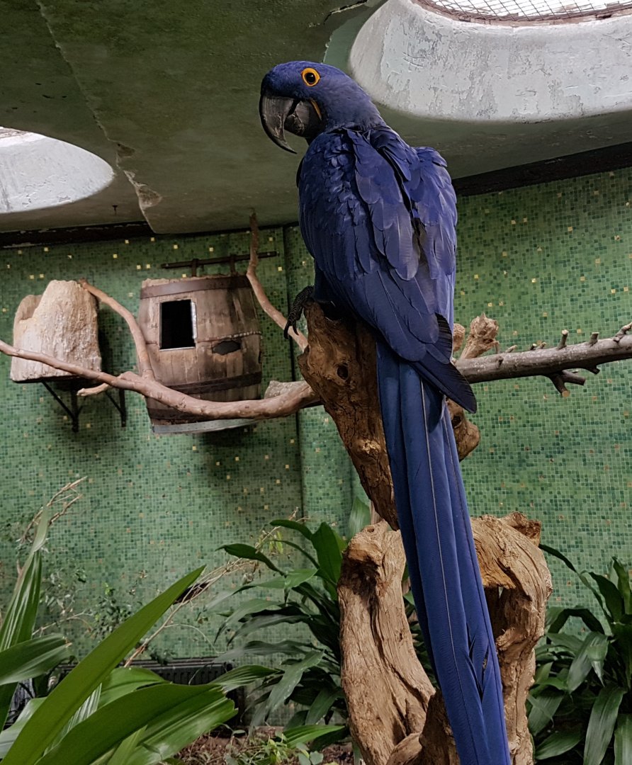 Hyacinthine macaw