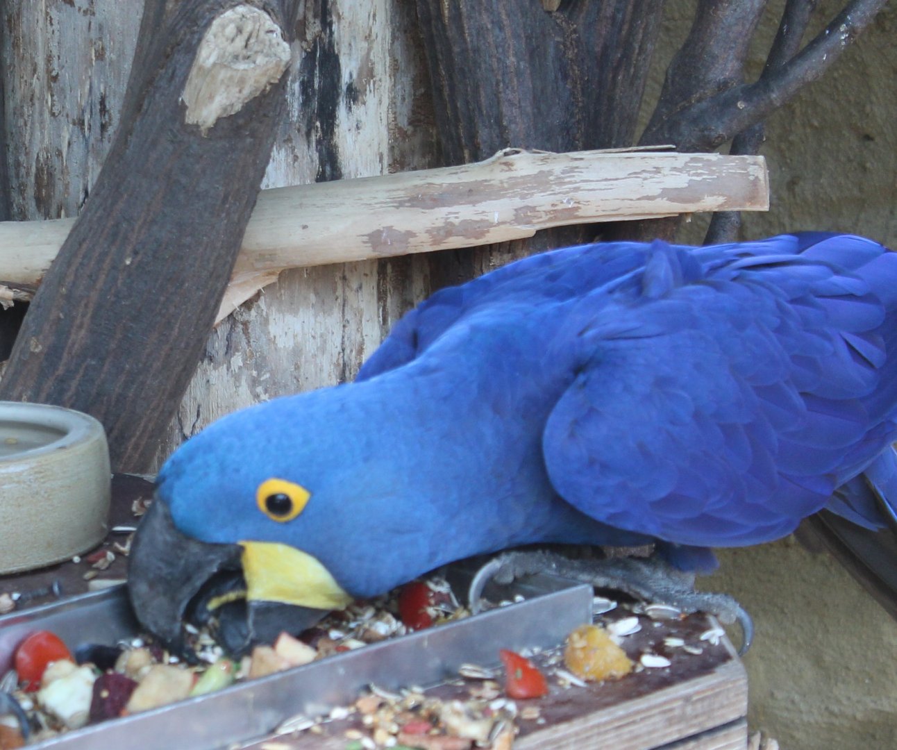 Hyacinthine macaw