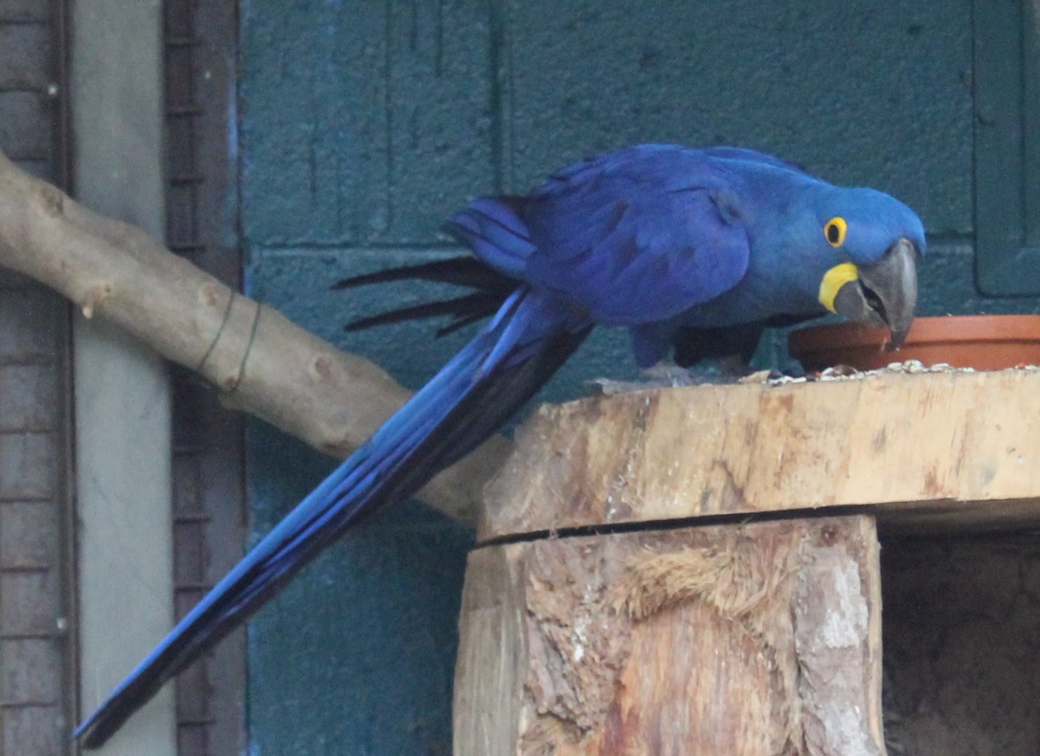 Hyacinthine macaw
