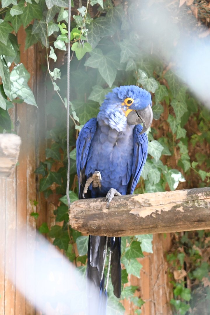 Hyacinthine Macaw