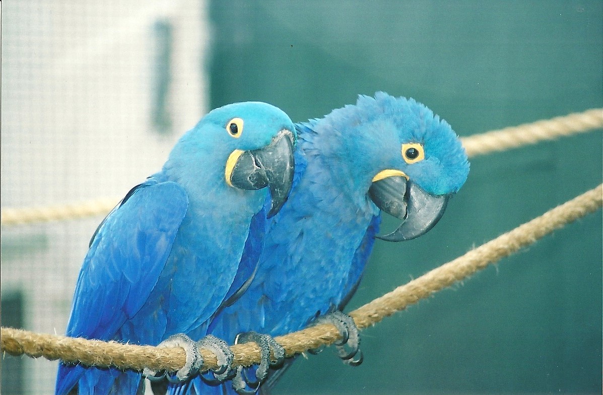 Hyacinthine Macaws, 29th April 2007