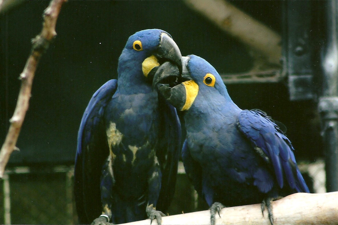 Hyacinthine Macaws 3rd September 2011