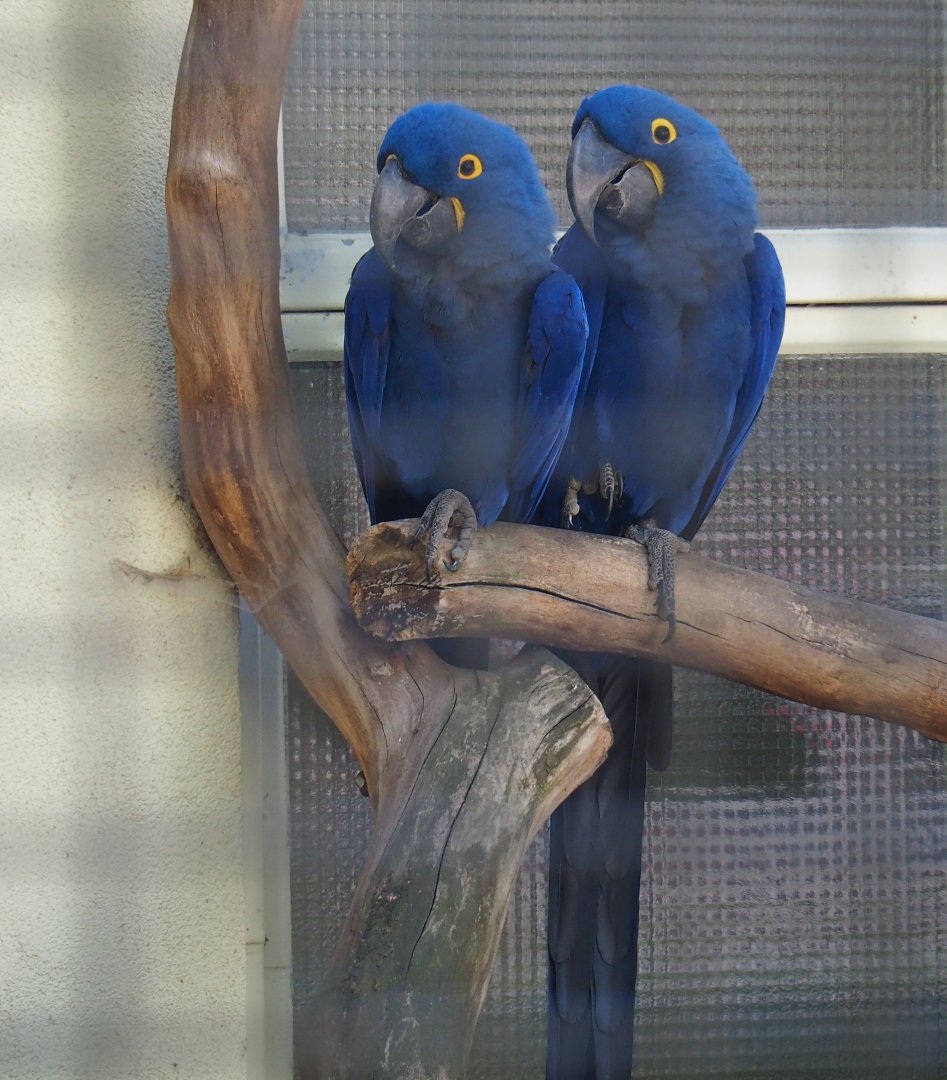 Hyacinthine macaws (Anodorhynchus hyacinthinus), 2019-04-20